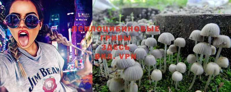 Галлюциногенные грибы Magic Shrooms  купить наркотики сайты  Костерёво 